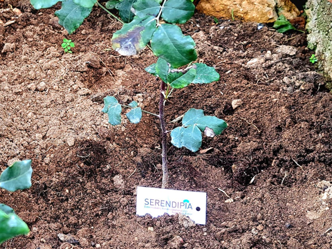 Árbol Serendipia plantado como parte del proyecto de Bosque Serendipia.